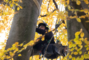 Arbre conseil - ONF Vegetis